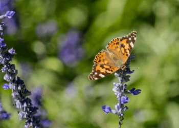 Butterflies found in South America indicate a 4200 km flight journey